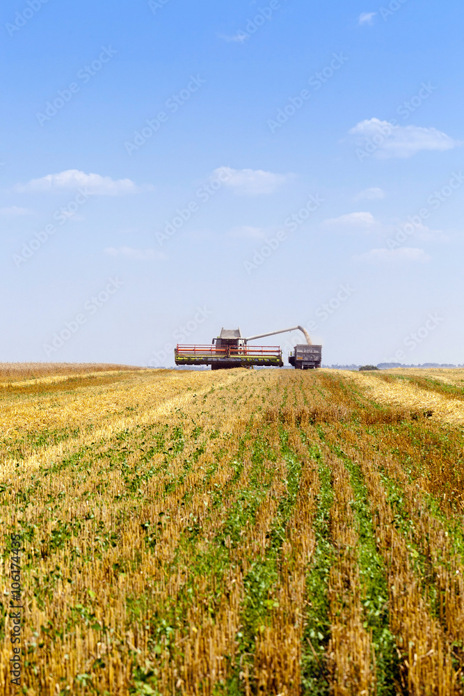 harvesting wheat, cereals  