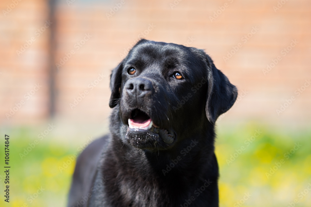 Black Labrador retriever dog spring portrait Black Labrador retriever dog spring portrait