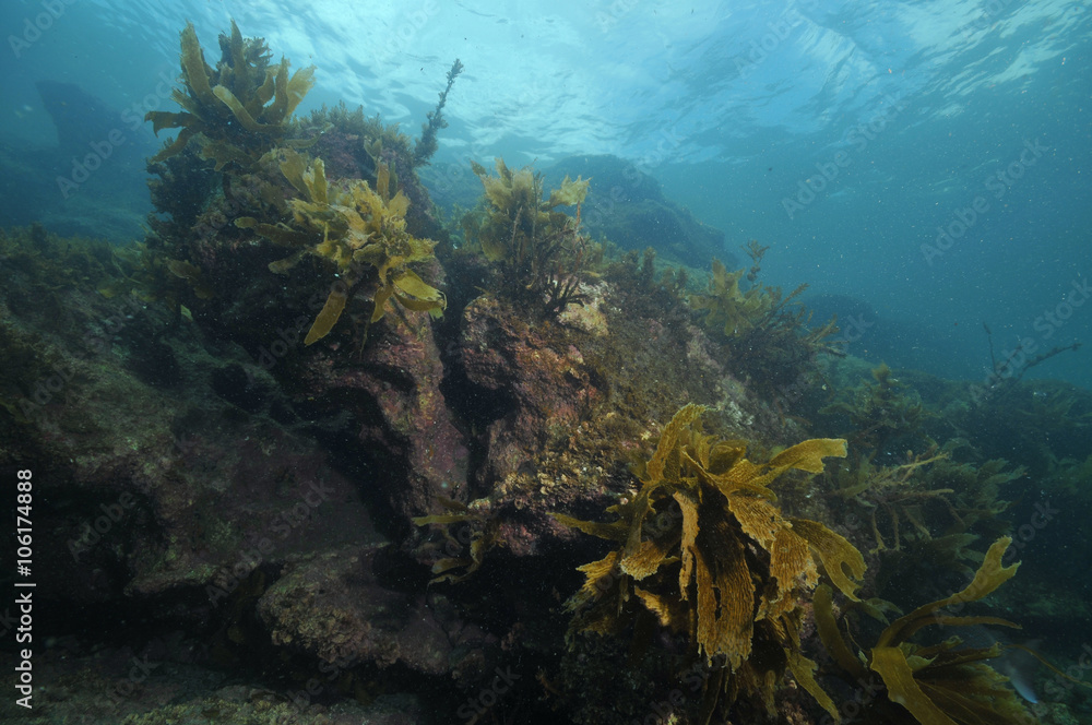 Rocky reef with some brown stalked kelp Ecklonia radiata growing on its walls. Rocky reef with some brown stalked kelp Ecklonia radiata growing on its walls.