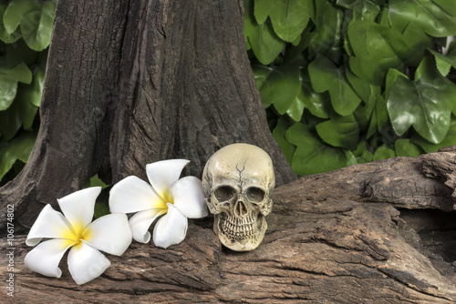 still life human skull with Plumeria Flower