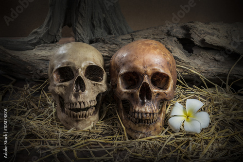 still life couple human skull with Plumeria Flower and hay