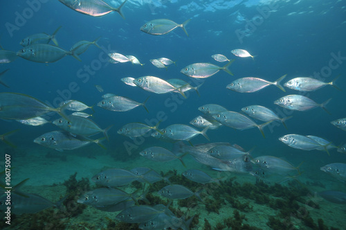 School of silver trevally Caranx georgianus swimming above flat bottom in shallow water.