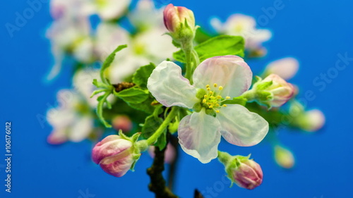 Apple tree flower blossoming timelapse / Timelapse video of an apple tree flower branch blossoming against a blue background