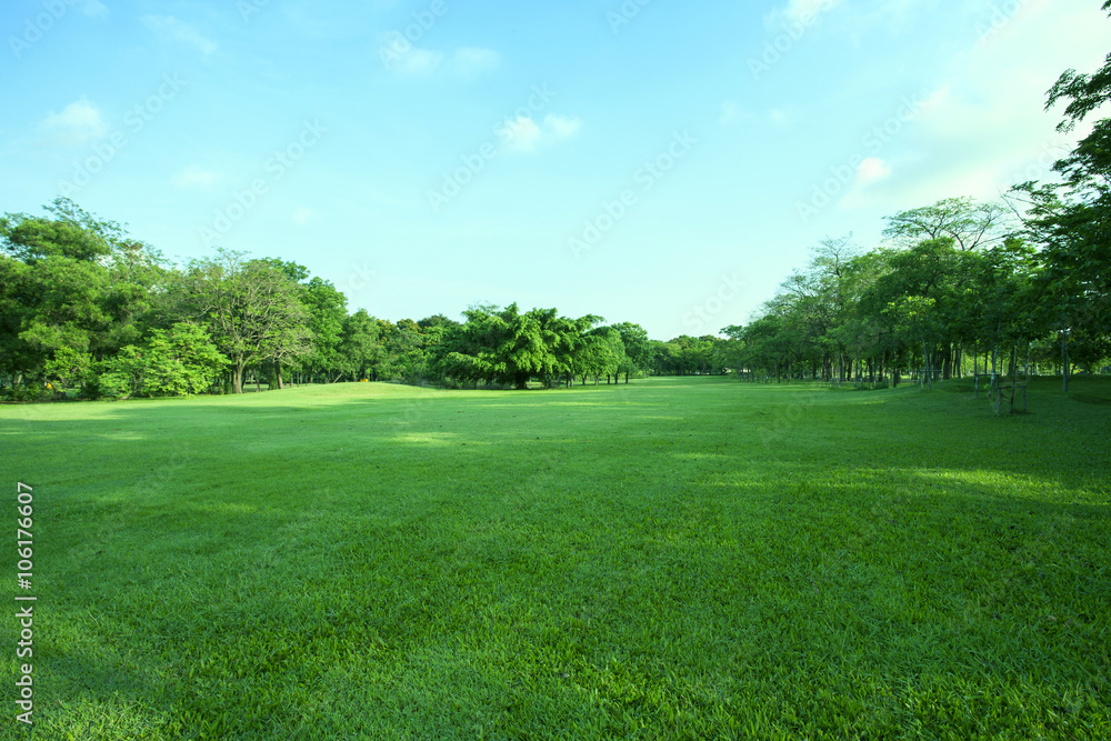 beautiful green grass field and fresh plant in vibrant meadow ag