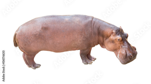 Hippopotamus on isolated background.