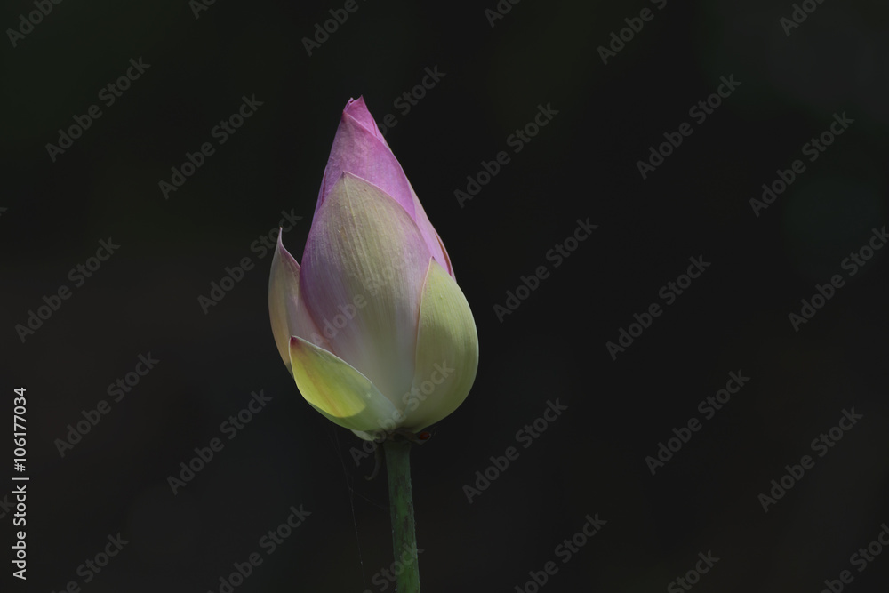 The lotus flower on a black background The lotus flower on a black background