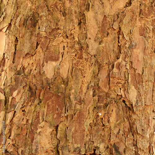 Close Up of Tree bark texture
