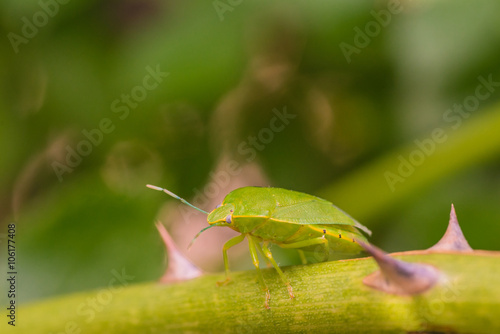 Green Stink Bug © Kerry Snelson