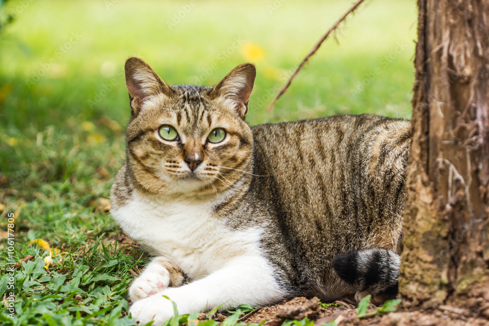 cute cat on nature background