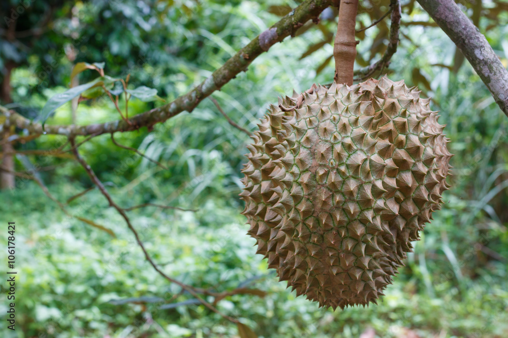 Durian in thailand Durian in thailand