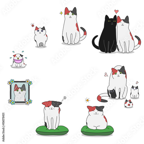 cat's life cycle