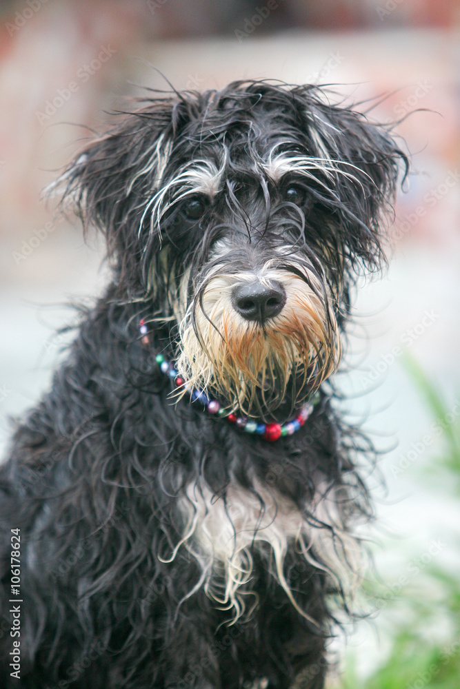 Standard Schnauzer Standard Schnauzer