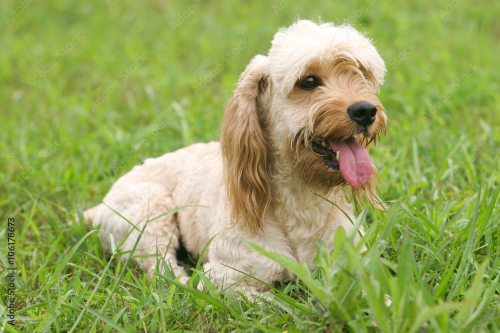 Mixed Cocker Spaniel