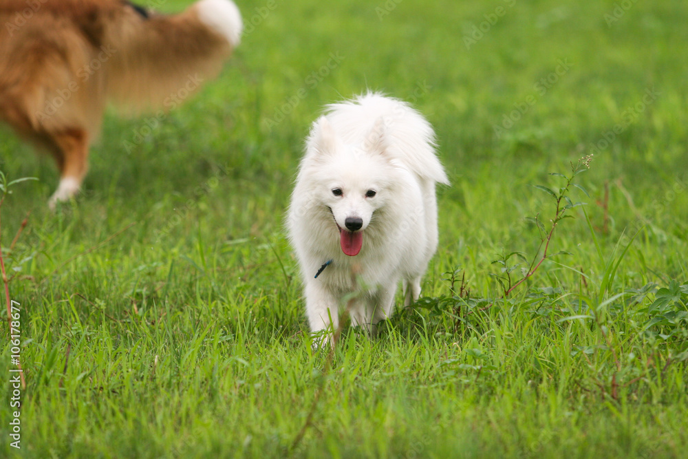 Japanese Spitz dog Japanese Spitz dog