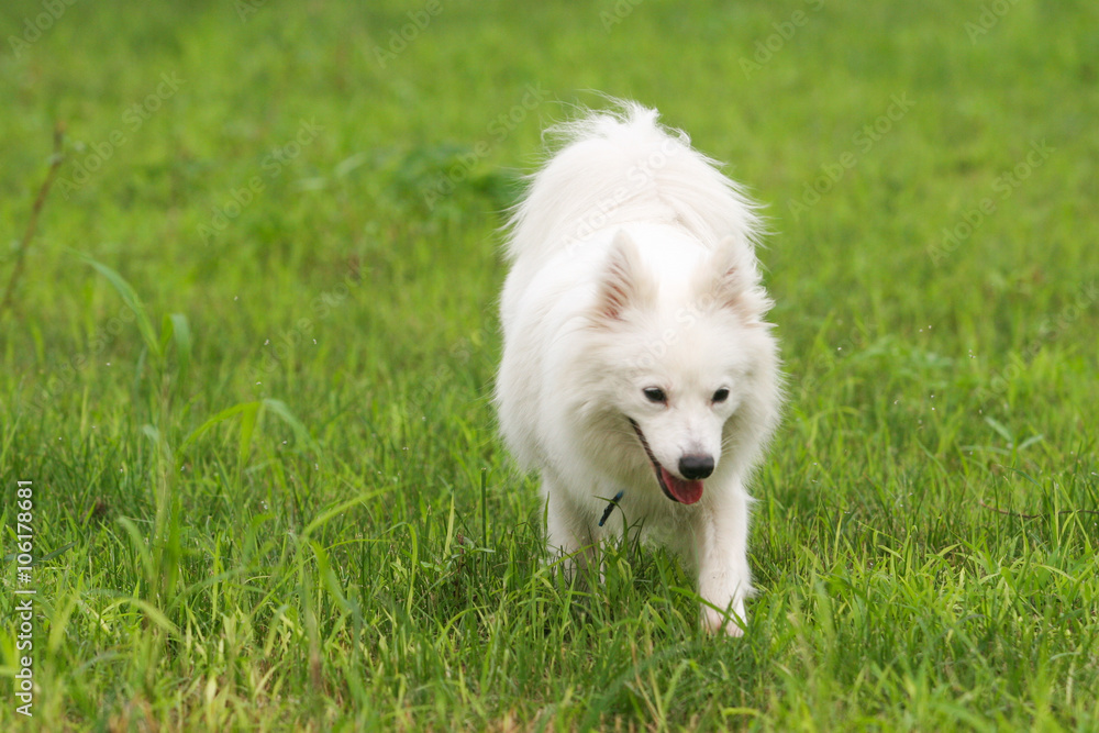 Japanese Spitz dog Japanese Spitz dog