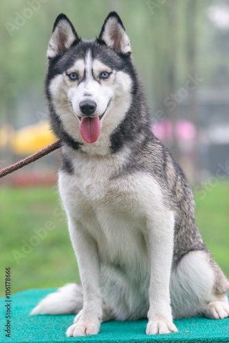 Siberian husky dog