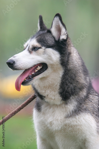 Siberian husky dog