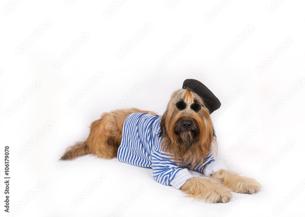 Big French shepherd dog in black beret and dark glasses is lying