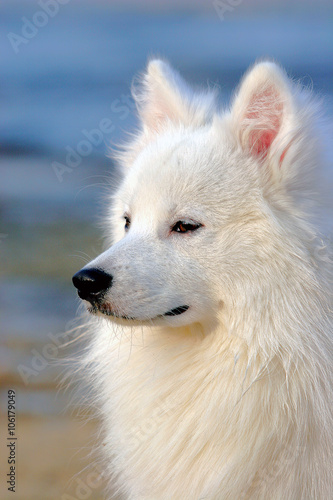 Japanese Spitz dog
