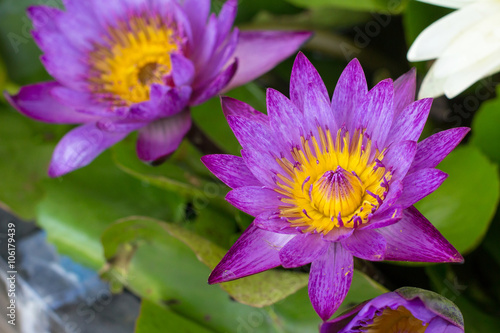 Beautiful pink lotus flower  Pink lotus blooming in the pond  Cl