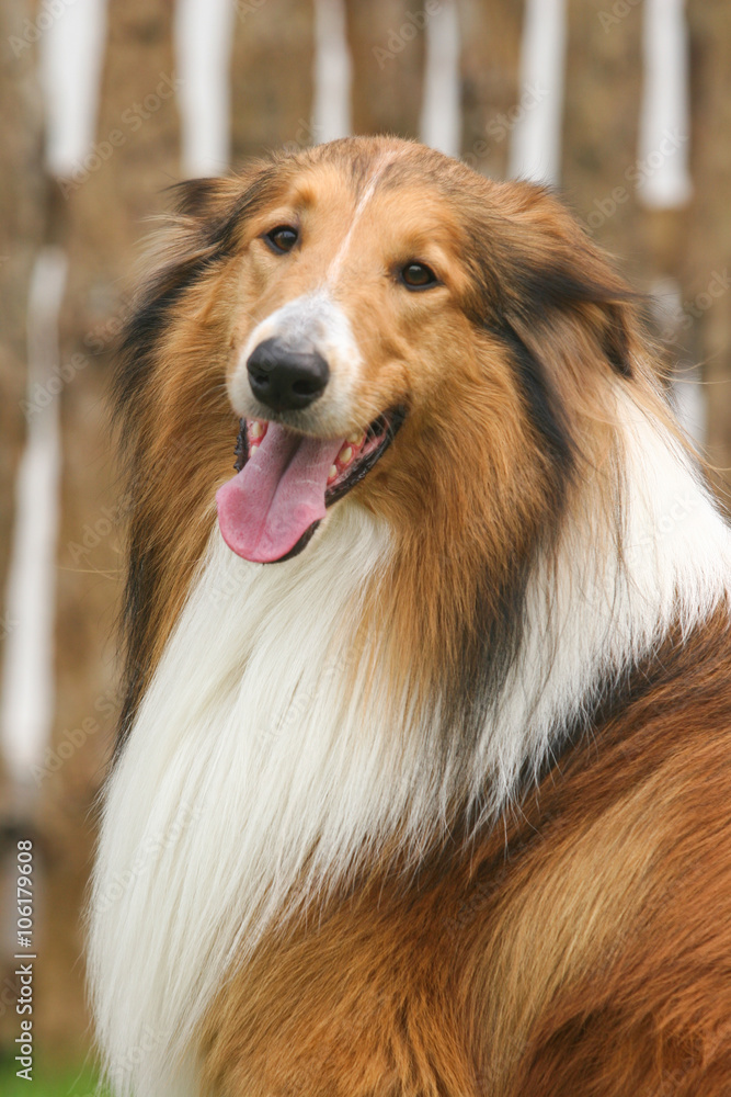Scotland shepherd dog Scotland shepherd dog