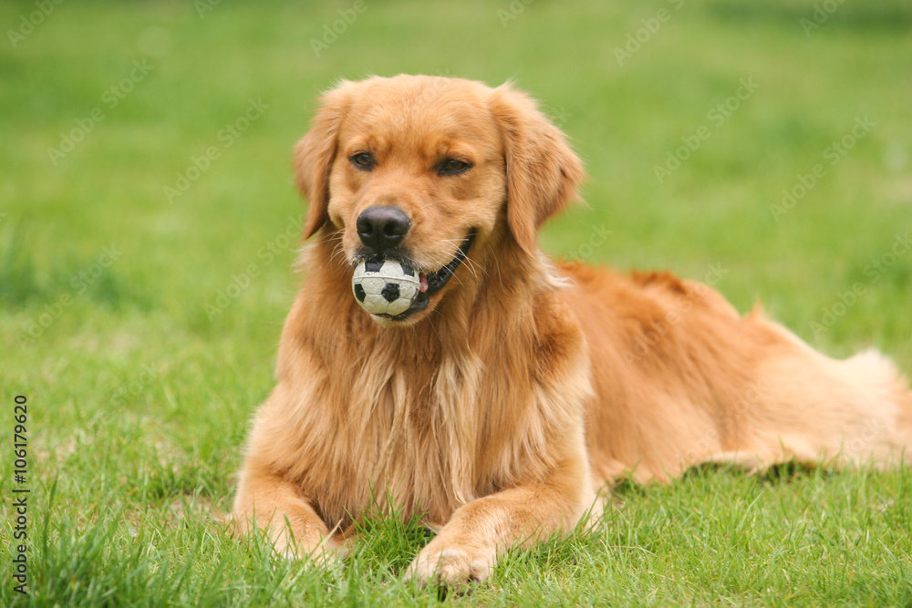 Golden Retriever dog Golden Retriever dog