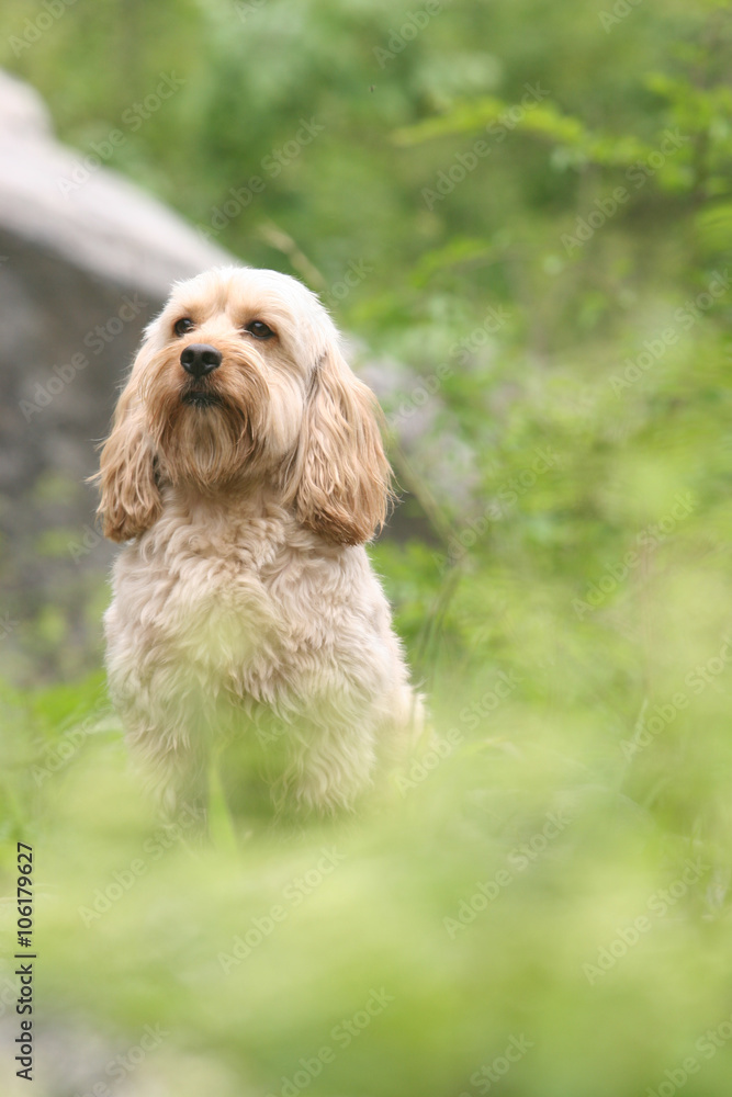 Mixed Cocker Spaniel