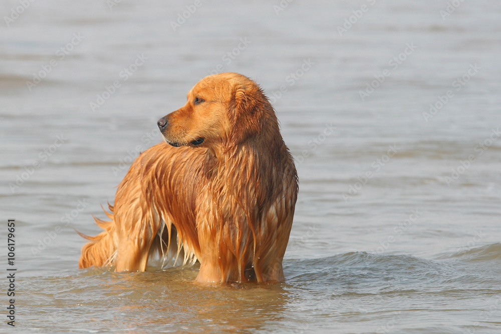 Golden Retriever dog Golden Retriever dog
