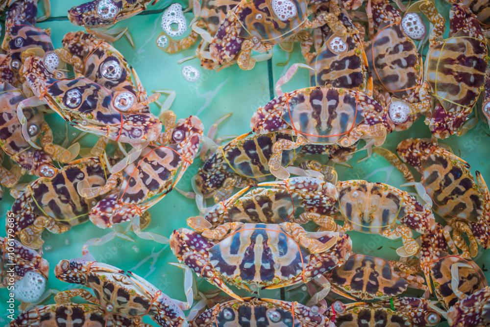 horse crab horse crab