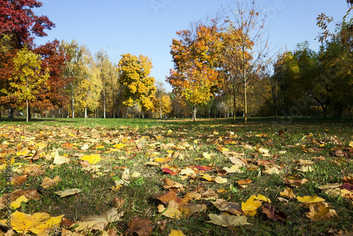 fallen leaves of trees in the park   photo