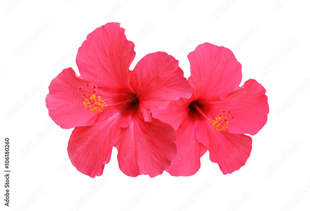 Two hibiscus flower isolated on white background