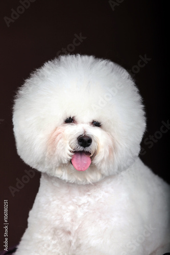 white Bichon Frise dog