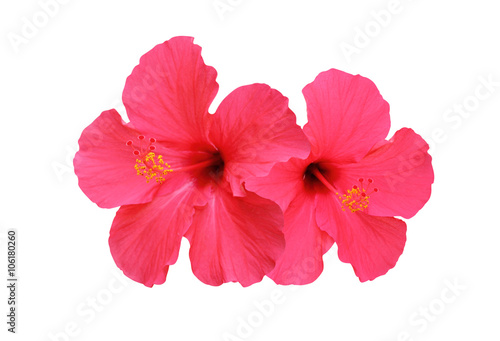 Obraz na płótnie Two hibiscus flower isolated on white background
w salonie