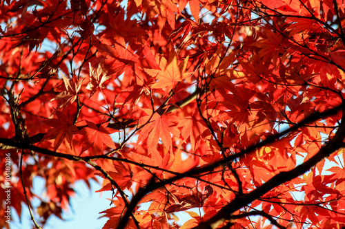 Beautiful red leafs in Japan