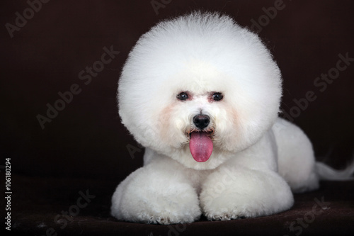 white Bichon Frise dog