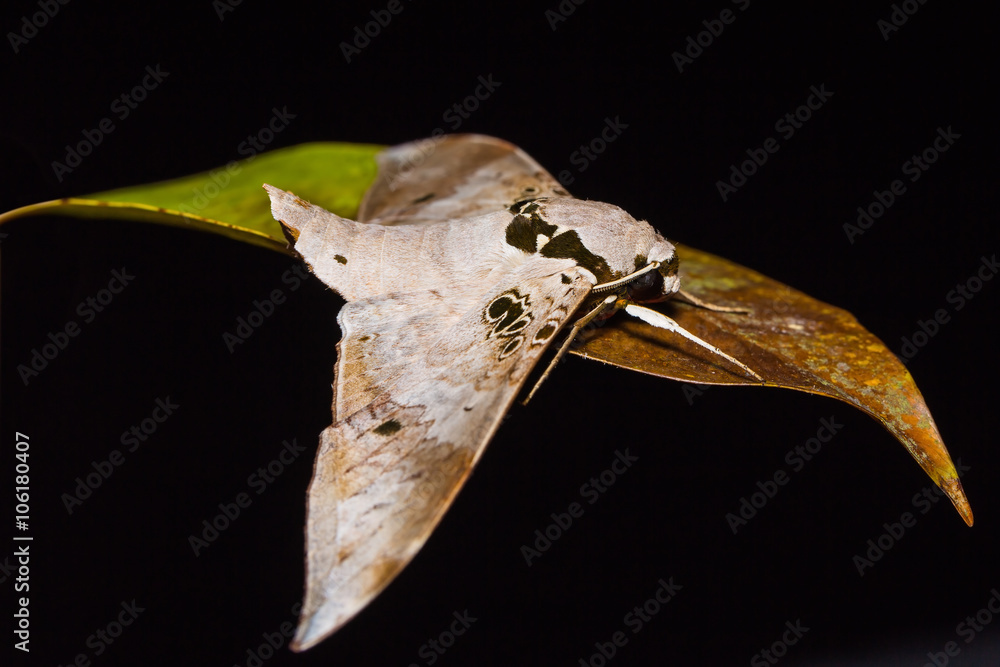 Fototapeta premium Ambulyx canescens hawk moth