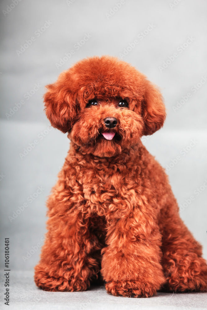 poodle dog poodle dog