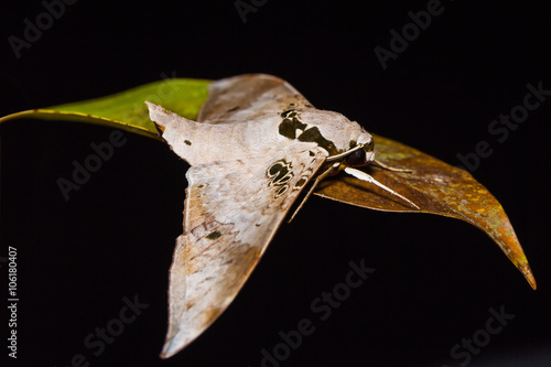 Ambulyx canescens hawk moth photo