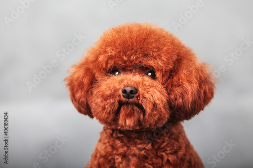 poodle dog
