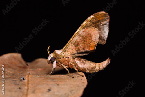 Durian hawkmoth