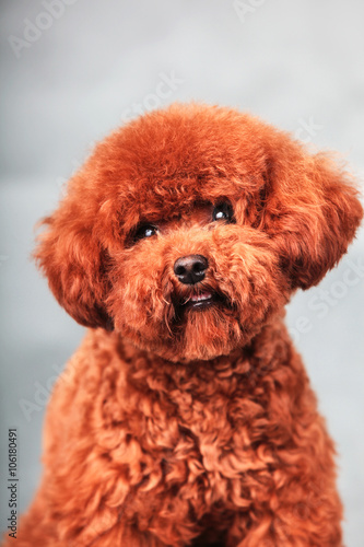 poodle dog