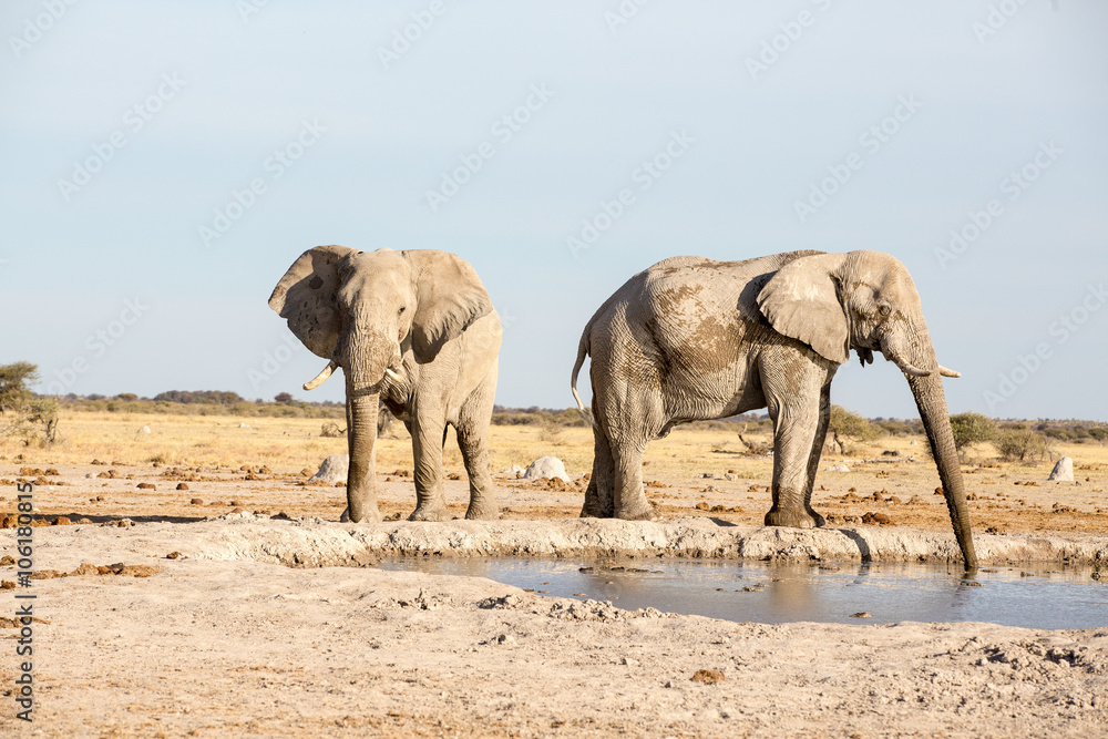 Fototapeta premium Elephants drinking
