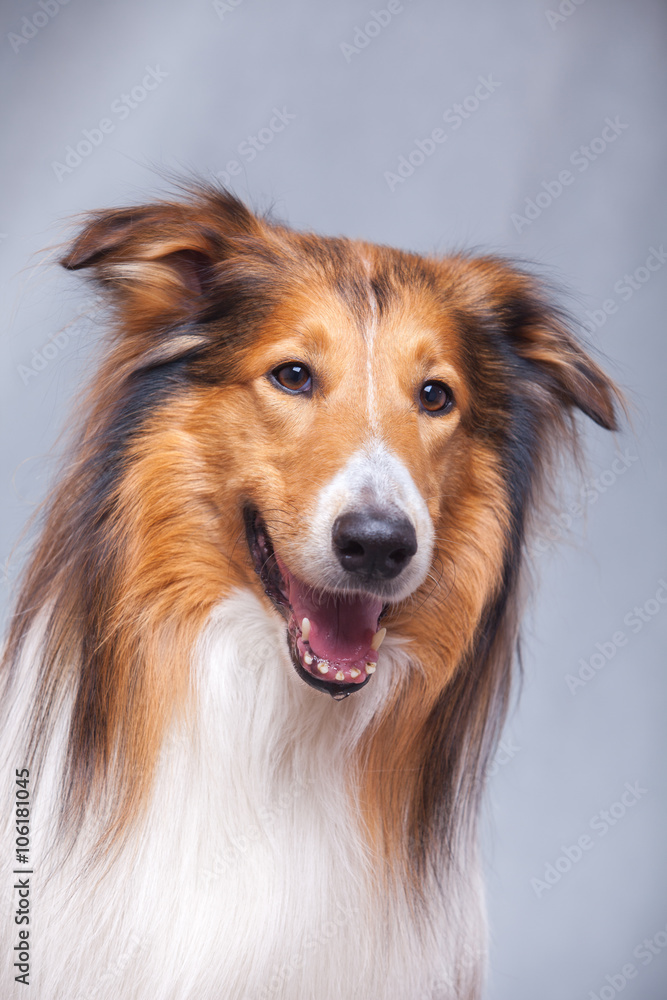 Scotland shepherd dog