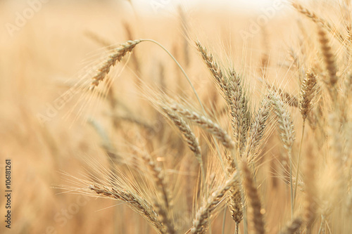 Barley Fields