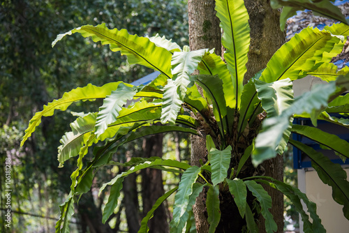 Close up leaf of a Bird's Nest Fern hanging on tree. Asplenium nidus L.
