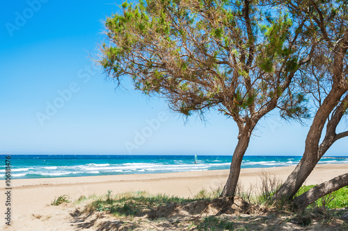Fototapeta Naklejka Na Ścianę i Meble -  Trees on the beautiful beach.