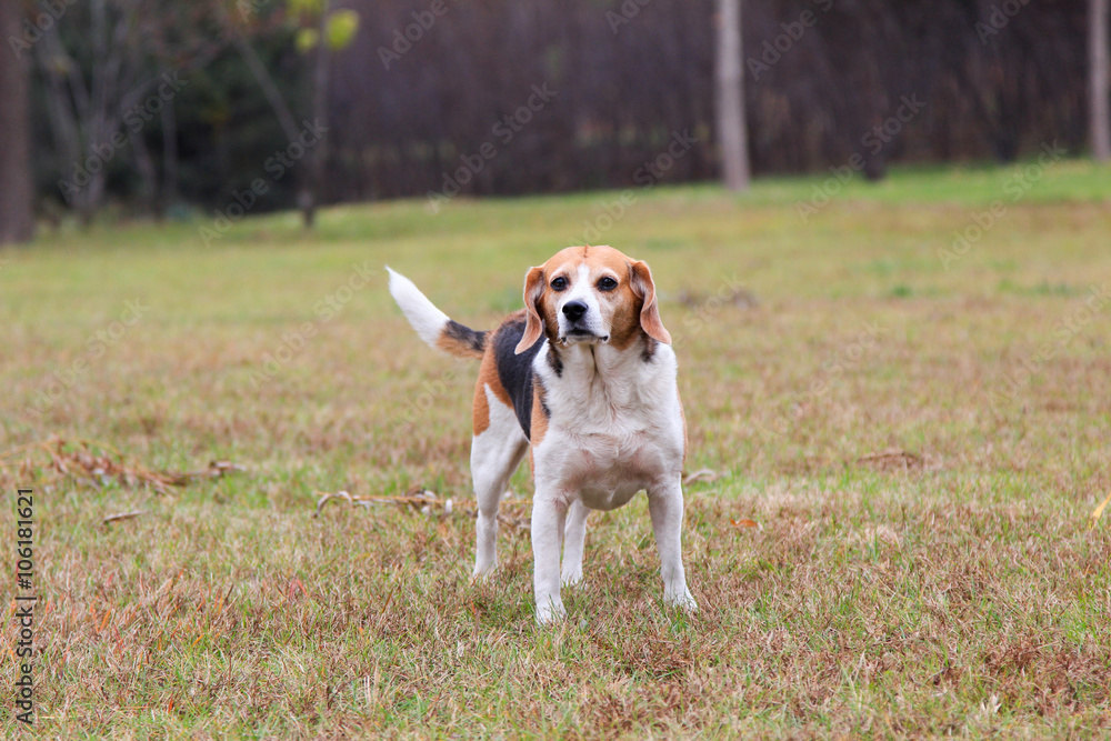 Beagles dog