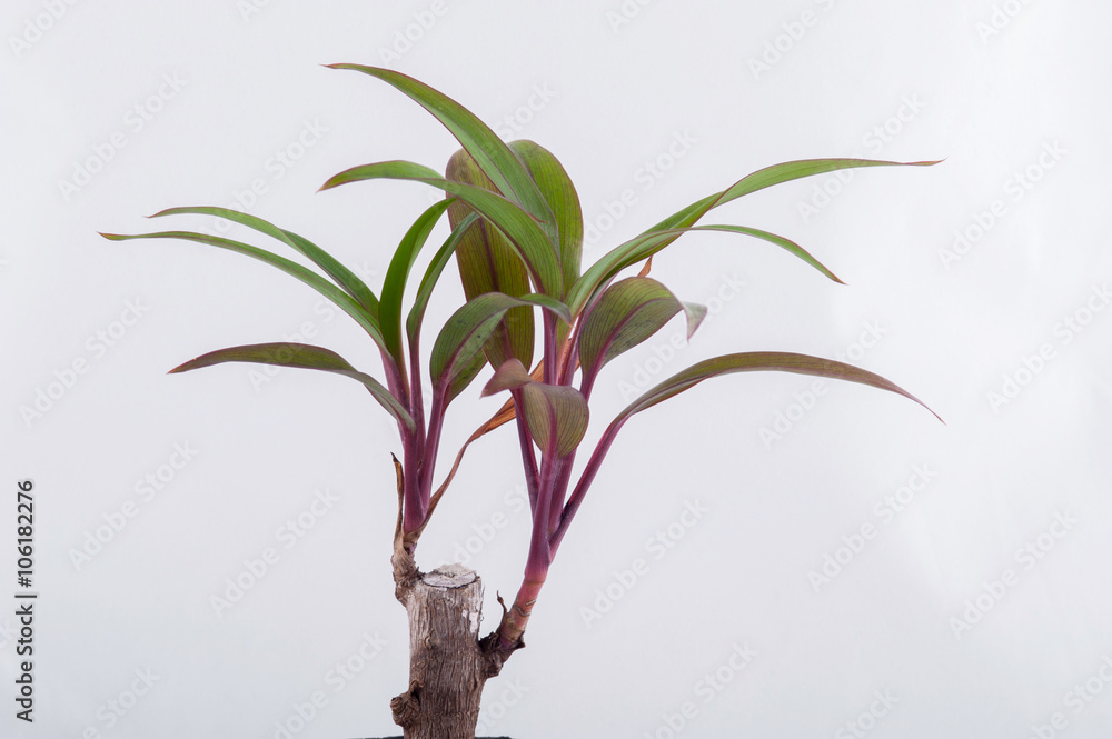 Small tree on white background. Small tree on white background.