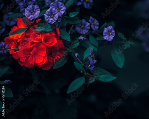 Fototapeta Naklejka Na Ścianę i Meble -  Beautiful fairy dreamy magic red ruby and purple flowers with dark green leaves, retro vintage color, soft selective focus, blurry background, copyspace for text
