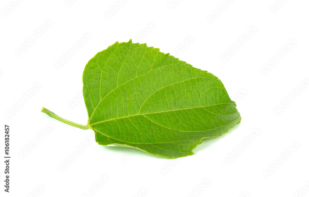 leaf of sacha-Inchi peanut on white leaf of sacha-Inchi peanut on white